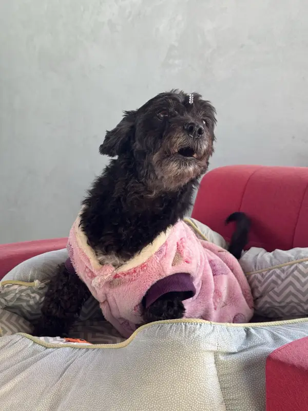 Cão descansando