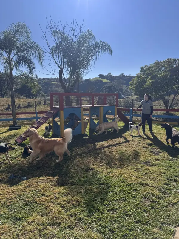 Cães correndo no pátio